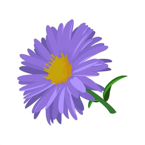 Premium Vector | Aster flower vector flat design graphic illustration 2d hd