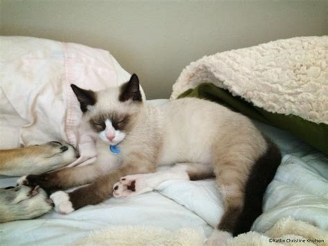 Snowshoe cat - Wikipedia