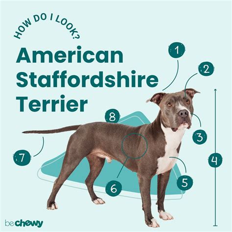 American Staffordshire Terrier: Characteristics & Care | BeChewy