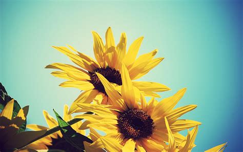 Vintage Sunflower Desktop Background