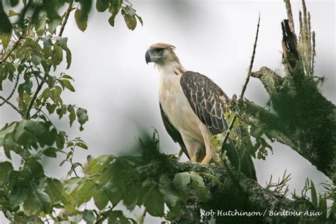 10 Must See Birds of the Philippines | Philippine eagle, Philippines ...