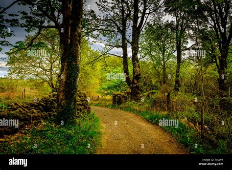 Landscape showing a track through woods on the beautiful island of Eigg, Scotland Stock Photo ...