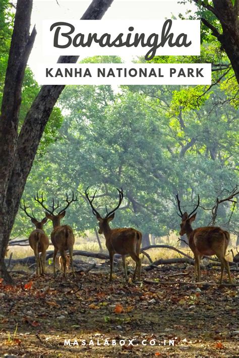 Barasingha - the Swamp Deer of Kanha National Park | National parks, National park hiking trails ...