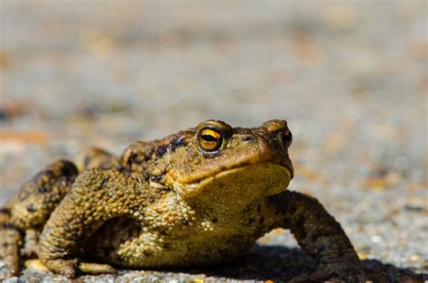 Study: Toad Venom Relieves Depression, Anxiety | Restoring Liberty