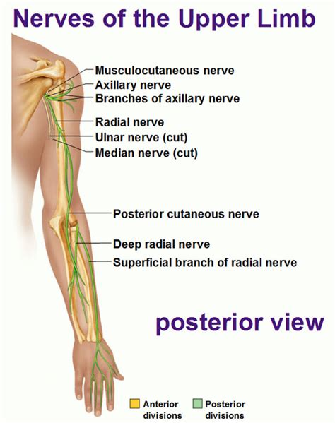 Peripheral Nervous System: Spinal Nerves and Plexuses - Antranik.org