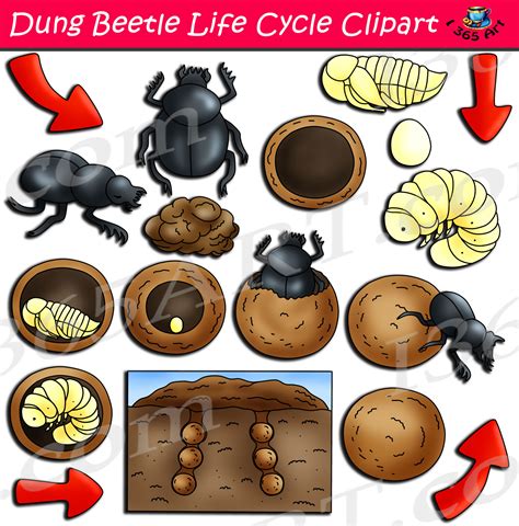 Dung Beetle Life Cycle Clipart Set - Clipart 4 School