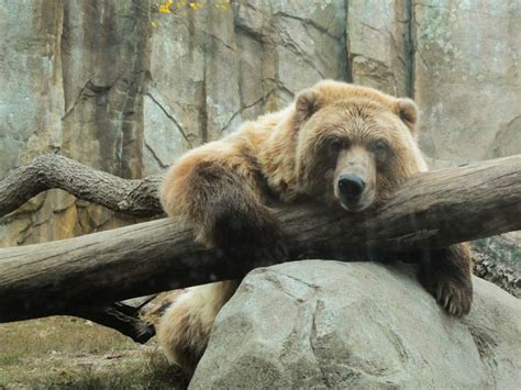 120 best images about Minnesota Zoo on Pinterest | National camera exchange, American black bear ...