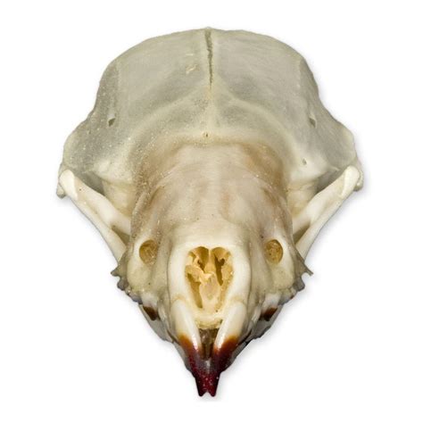 Real Shrew Skull For Sale – Skulls Unlimited International, Inc.