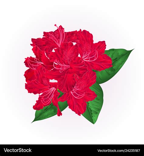 Flowers red rhododendron with leaves Royalty Free Vector