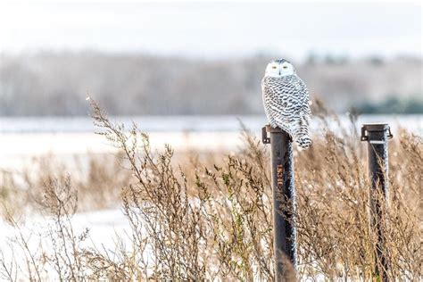 Snowy Owl - Michigan | Lake michigan beaches, Silver lake sand dunes, Michigan beaches