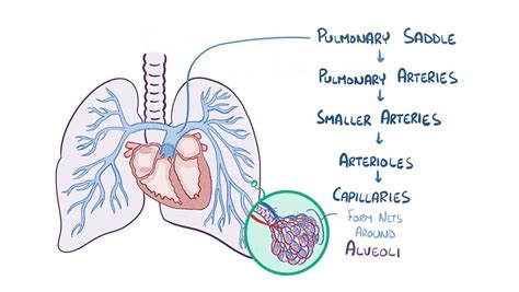 Pulmonary embolism: Video, Anatomy & Definition | Osmosis