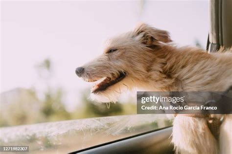 964 Happy Dog In Car Window Stock Photos, High-Res Pictures, and Images - Getty Images