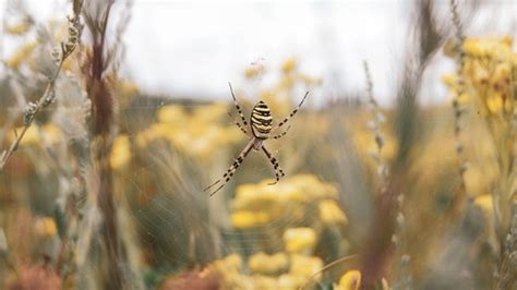 Signs of Brown Recluse Infestation - Spiders Control - RayaGarden