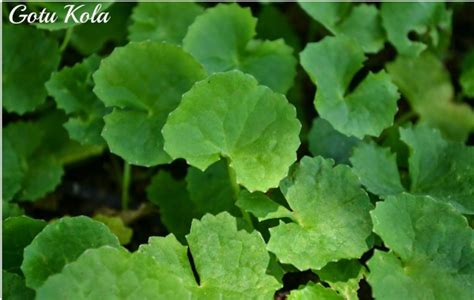 Top 10 health benefits of Brahmi | Blog.Nurserylive.com | gardening in india