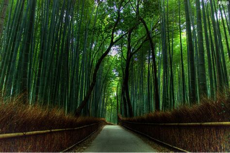 The most beautiful bamboo forest in Japan - Beautiful Traveling Places
