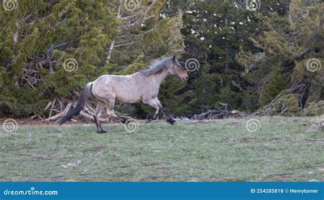 Bay Roan Wild Horse Stallion Running in the Central Rocky Mountains of the Western USA Stock ...