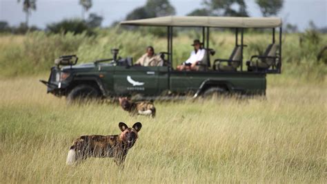 African wild dog conservation in Botswana | &Beyond