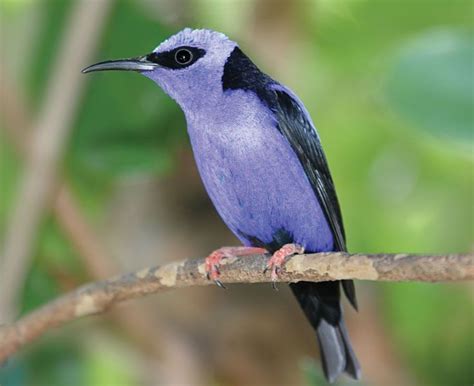 Yellow Legged Honeycreeper