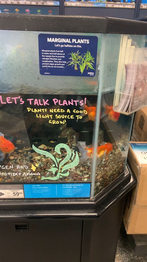 Pleasant surprise at my petco today! 🧡 a year ago this place broke my heart 😭 : r/Goldfish