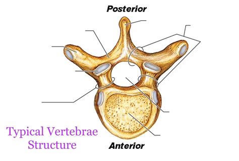 Structure of a Typical Vertebrae Diagram | Quizlet