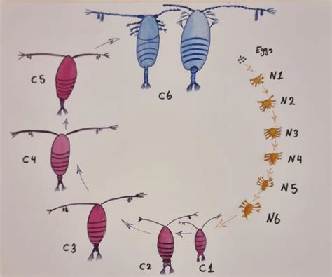 Schematic representation of the copepod life cycle. The eggs hatch and ...