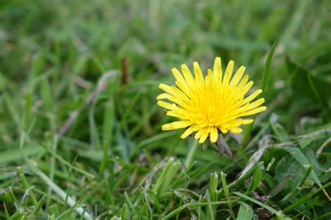 Identifying 9 Common Lawn Weeds