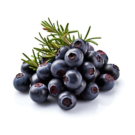 Premium AI Image | Isolated of Juniper Berries Herb Type Juniperus ...