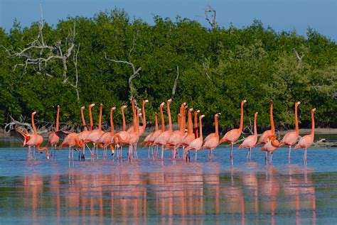 Celestún travel - Lonely Planet