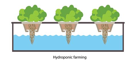 Hydroponic system: Basics of Hydroponics, Mineral Nutrition in Plants, Farming, Benefits ...