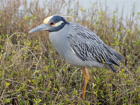 SE Texas Birding & Wildlife Watching: Galveston Island Again