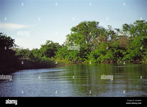 CROOKED TREE WILDLIFE SANCTUARY BELIZE CENTRAL AMERICA August One of ...