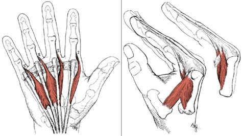 Lumbricals | Hand therapy, Human muscle anatomy, Hand health