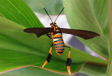 Texas Wasp Moth from Mexico: Horama panthalon - What's That Bug?