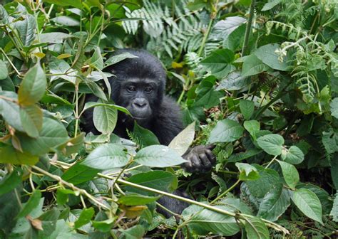Images Gratuites : main, mignonne, faune, jungle, paisible, Afrique, mammifère, noir, manger ...