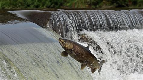 'Immoral' salmon milking in Toronto rivers decried by anglers, park ...