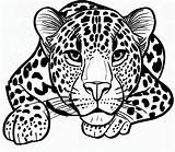 Leopard  Sheet 1 coloring Page Download Print Or Color Online For Free sketch template