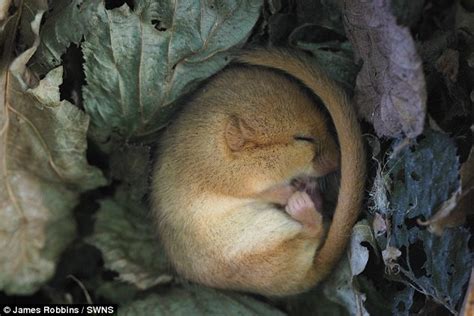 Amazing picture captures tiny dormouse curling up for hibernation ...