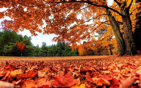 Fall Leaves Wallpapers - Wallpaper Cave