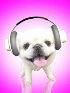 Dog With Headphones Gif