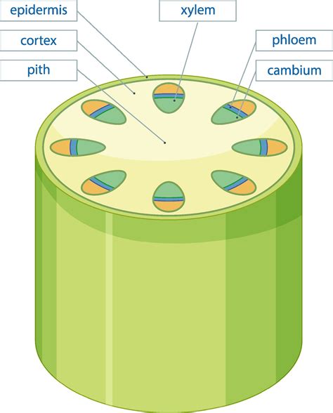 Diagram showing vascular tissue system in plants 1993037 Vector Art at Vecteezy