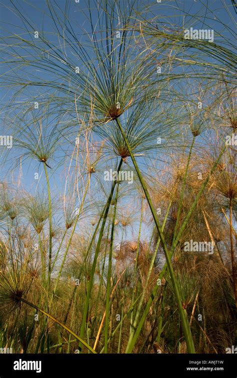 Papyrus reeds hi-res stock photography and images - Alamy