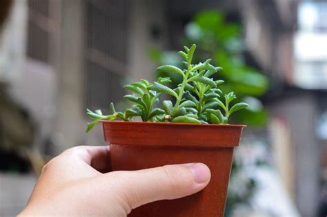 Dolphin Succulent Plant - Growing and Caring Tips for Dolphin Plant