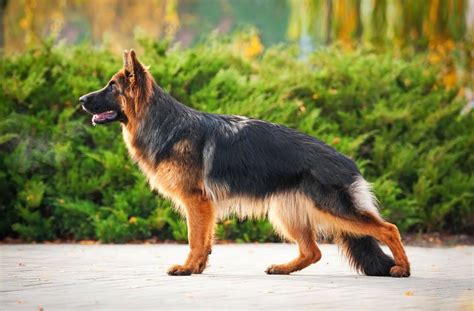 German Shepherd Dog Wallpapers - Wallpaper Cave