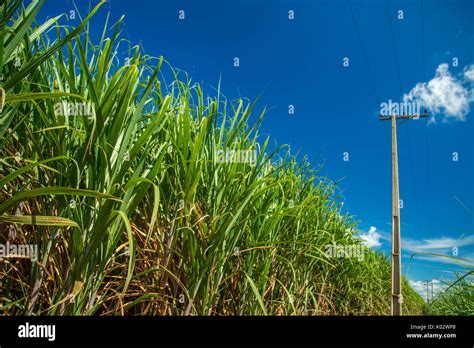 Sugar cane plantation Stock Photo - Alamy