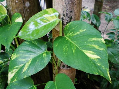 Epipremnum Aureum – Big Leaf Money plant – Plantslive