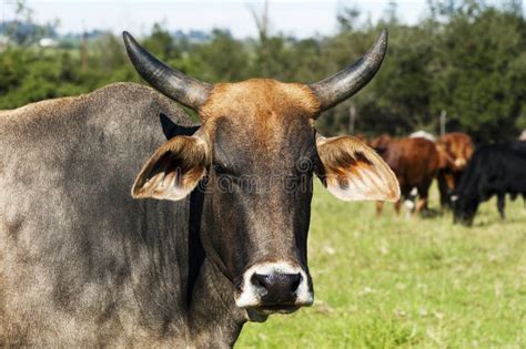 A Bos Indicus Breed Cow with Horns Stock Photo - Image of closeup, grass: 129711072