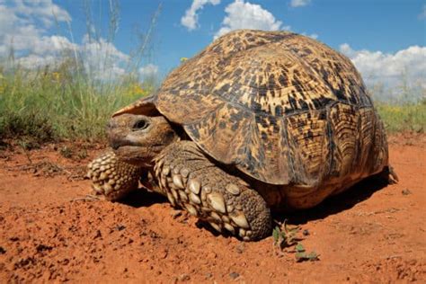 How Big Do Leopard Tortoises Get? Interesting Size & Growth Facts