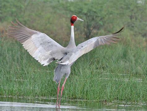 Sarus crane | Sarus crane, Beautiful birds, Pet birds