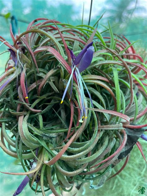 Buy Tillandsia Ionantha Online | Peppyflora®