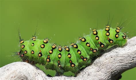 Emperor Moth Caterpillar (33) | Taken at RSPB reserve Arne, … | Flickr